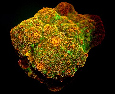 The proteins that give some species of corals their fluorescence also help them continue photosynthesis even when light is low.